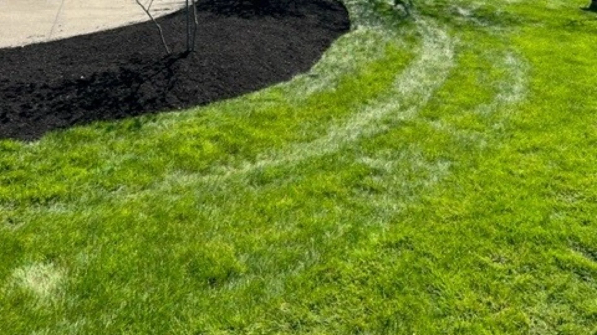 Pairing Aeration & Overseeding This Fall Will Help You Reach Your Dream Lawn!