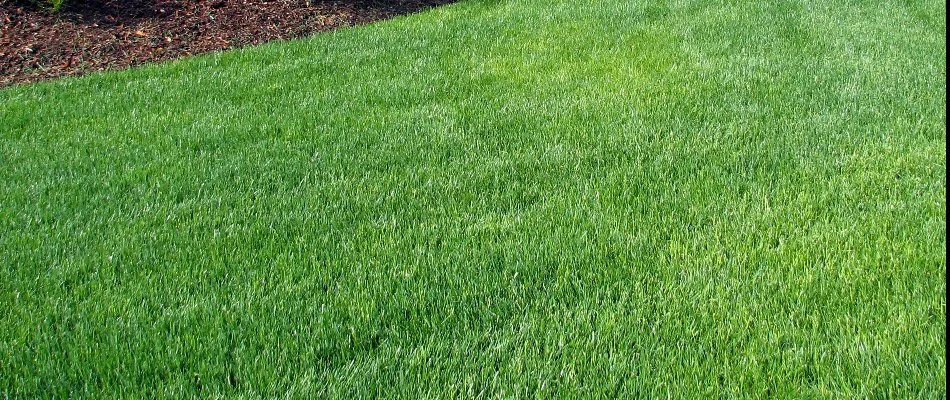 Healthy, green grass in West Chester, OH, from spring fertilization.