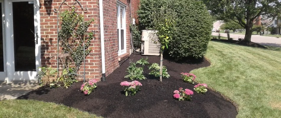 Pink annual flowers and mulch in a landscape bed in West Chester, OH.