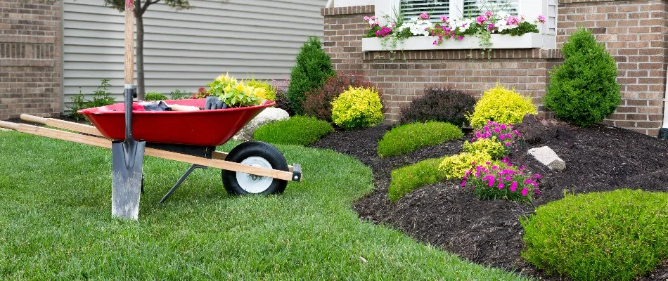 A healthy lawn in West Chester, OH with a wheelbarrow and landscape bed with mulch ground cover.