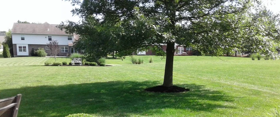 Green, healthy lawn with a tree in the middle of it in West Chester, OH.