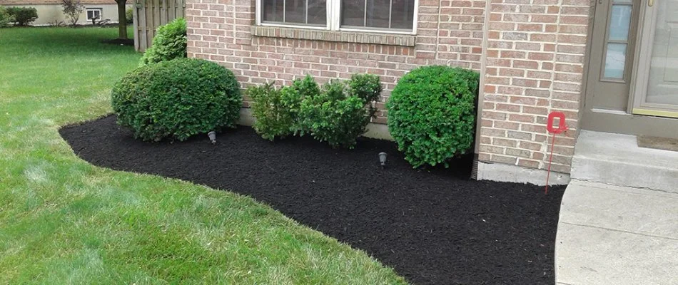 Landscape bed in West Chester, OH, with fresh mulch.
