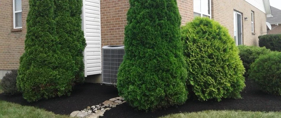 Freshly trimmed trees and shrubs in a landscape bed in Ohio!