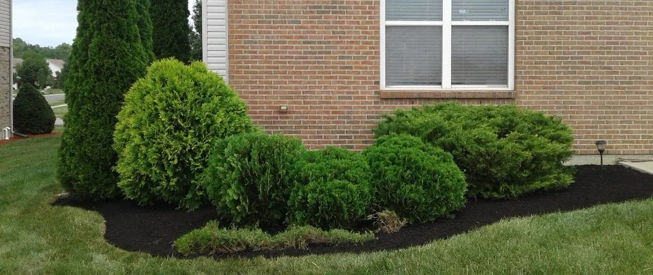 Shrubs in Ohio that are well taken care of.