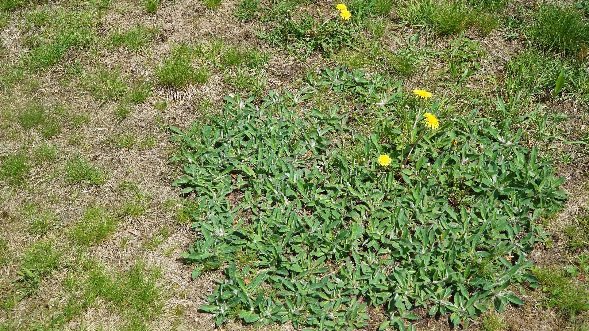 4 Cool-Season Weeds to Keep an Eye Out for on Your Lawn in Ohio