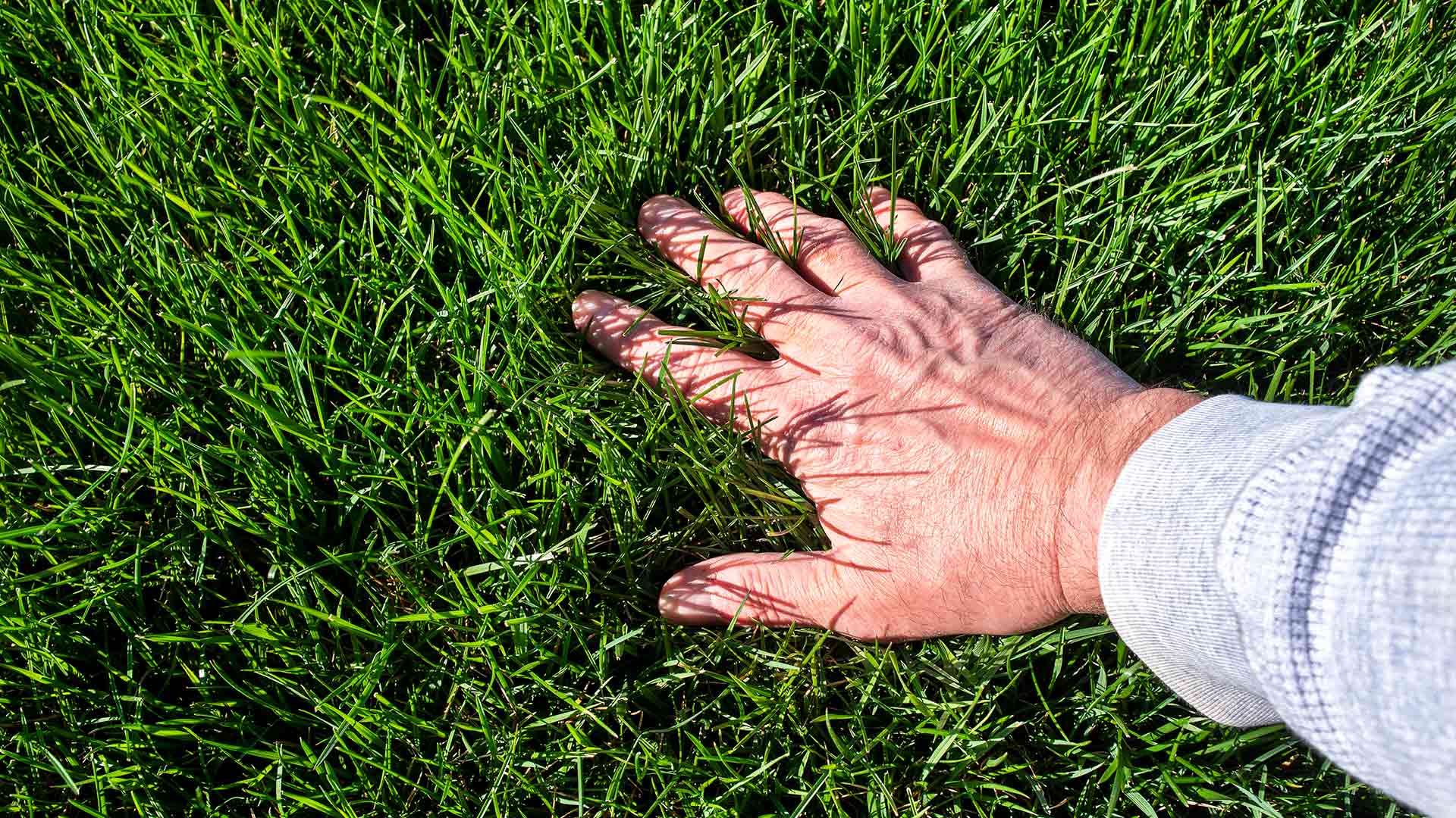 Hand feeling healthy grown lawn in Liberty Township, OH.