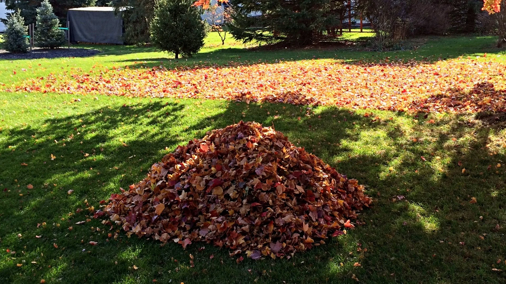 Don’t Ignore Leaf Piles on Your Lawn Unless You Want Brown Grass in the Spring!