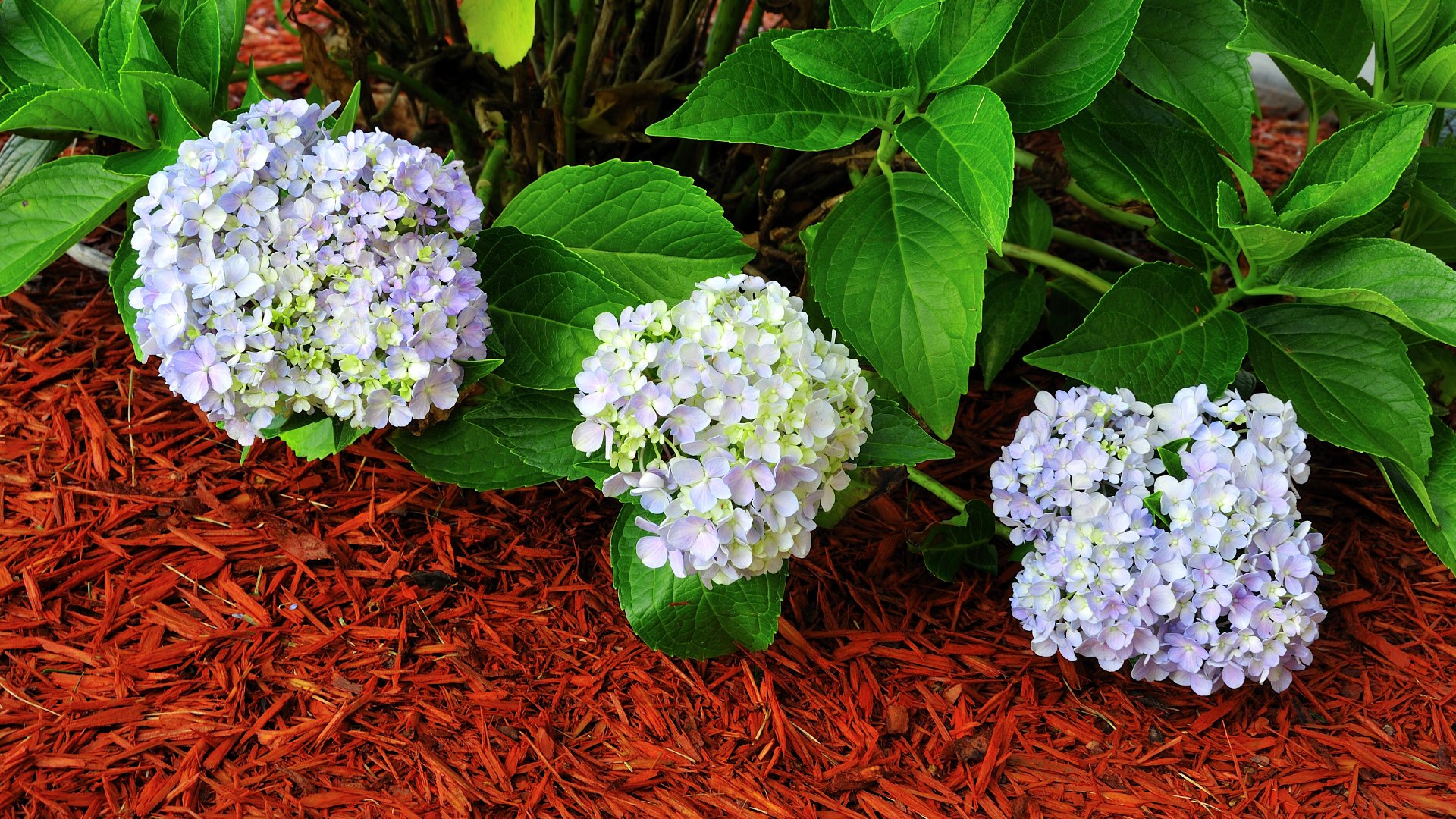 Give Your Plants the Protection They Need by Refreshing Your Mulch Every Spring