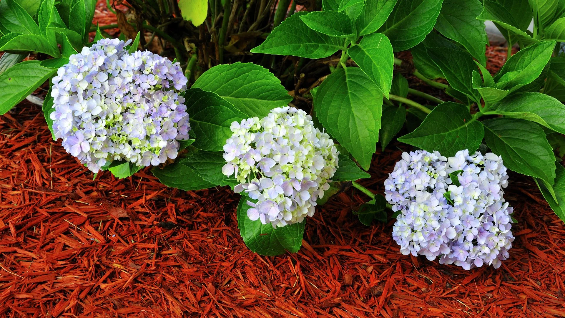 Give Your Plants the Protection They Need by Refreshing Your Mulch Every Spring