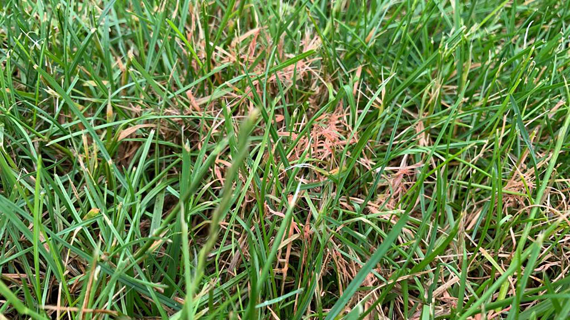 Red thread lawn disease in lawn in Mason, OH.