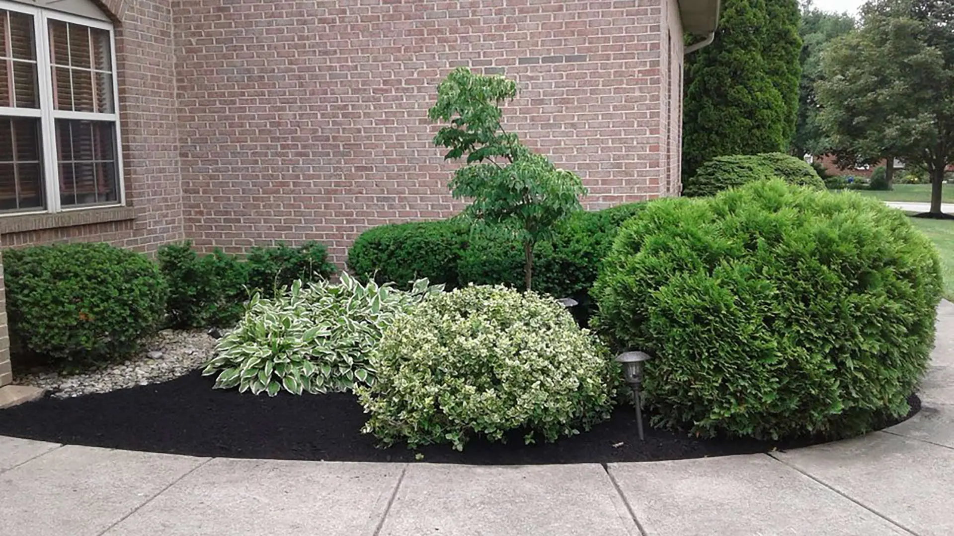 Trimmed shrubs and plantings in a landscape bed for a home in Mason, OH.