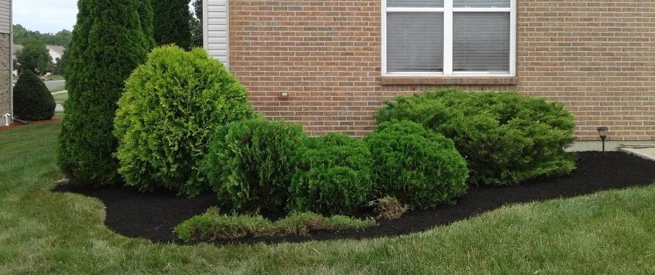 Landscape bed in West Chester, OH, with dark mulch.