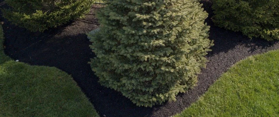 Pine trees with mulch in West Chester, OH.