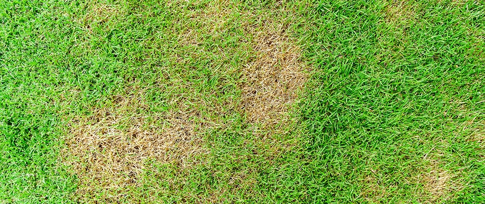 Brown patch lawn disease found in lawn in Liberty Township, OH.