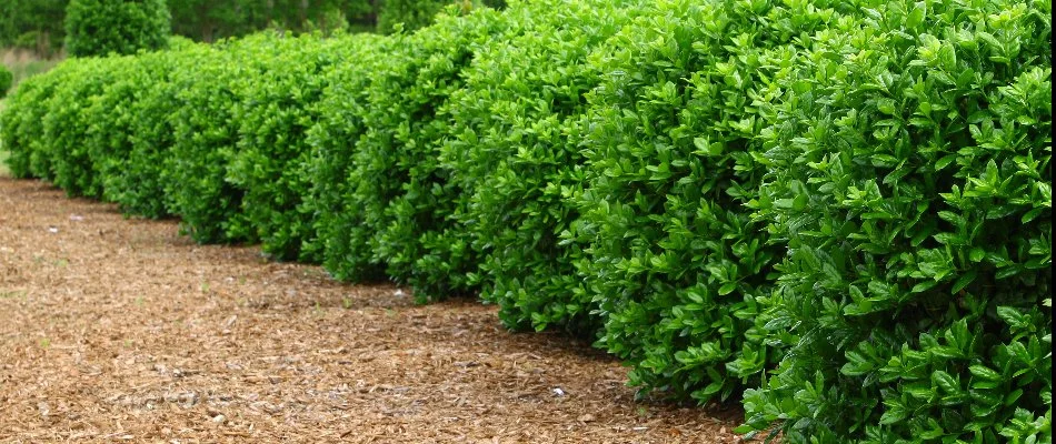 Green, maintained shrubs in a landscape with mulch.