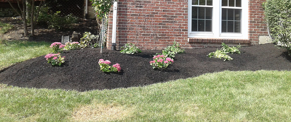 Mulch added to landscape bed with plants trimmed in Liberty Township, OH.