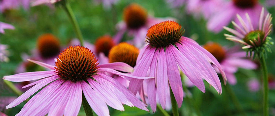 Purple coneflower plantings in landscape in Liberty Township, OH.