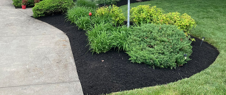 Replenished mulch added to landscape bed in Mason, OH.