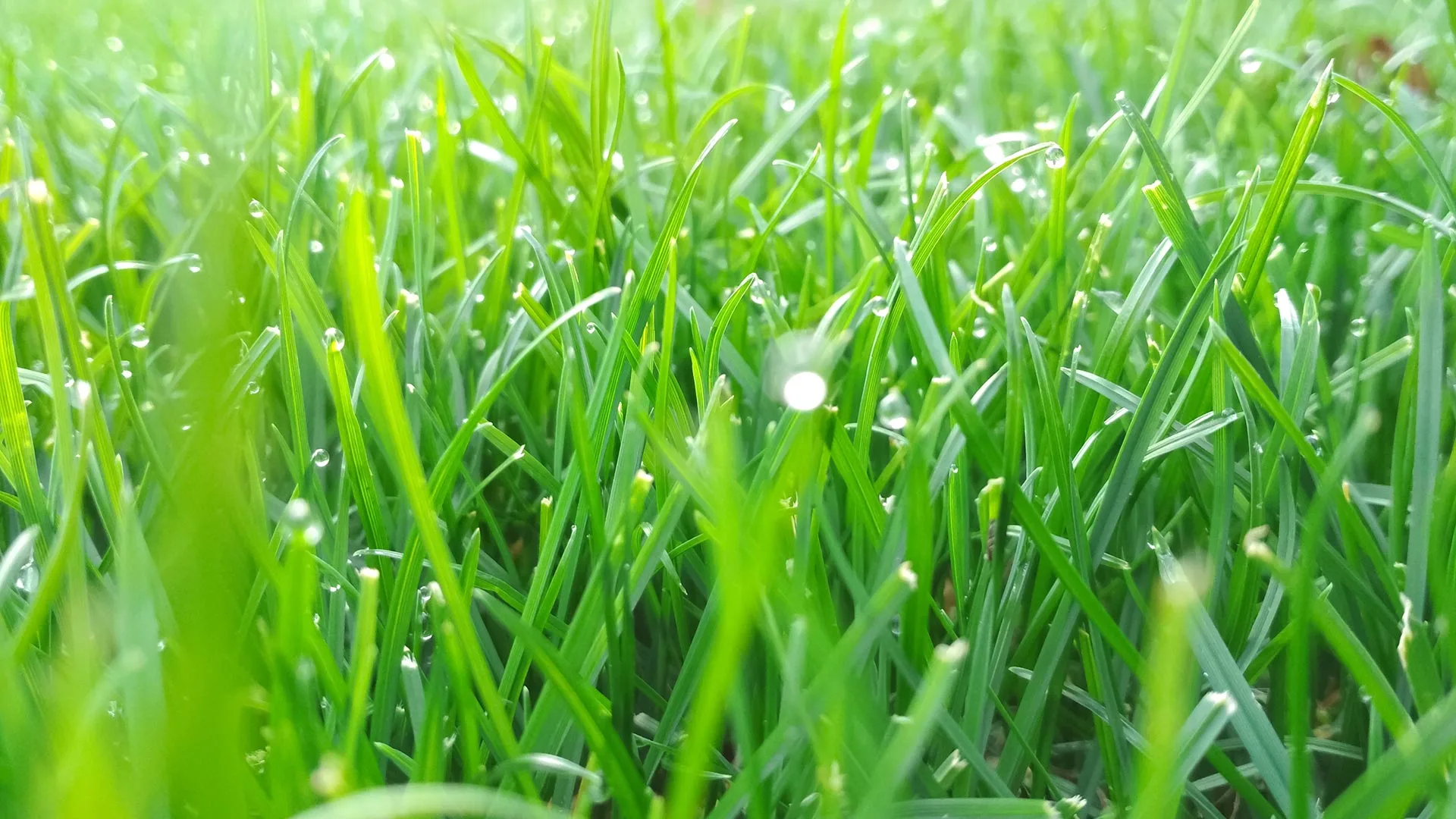 Healthy lawn with dew drops in Mason, OH.