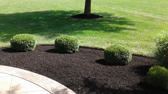 Mulch added to landscape bed in Mason, OH.