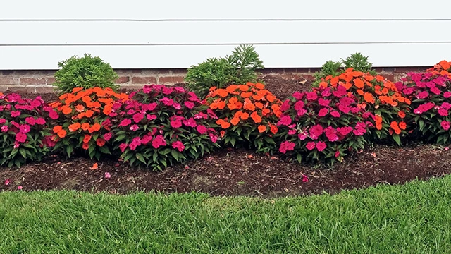 Plantings and softscapes installed in Liberty Township, OH.