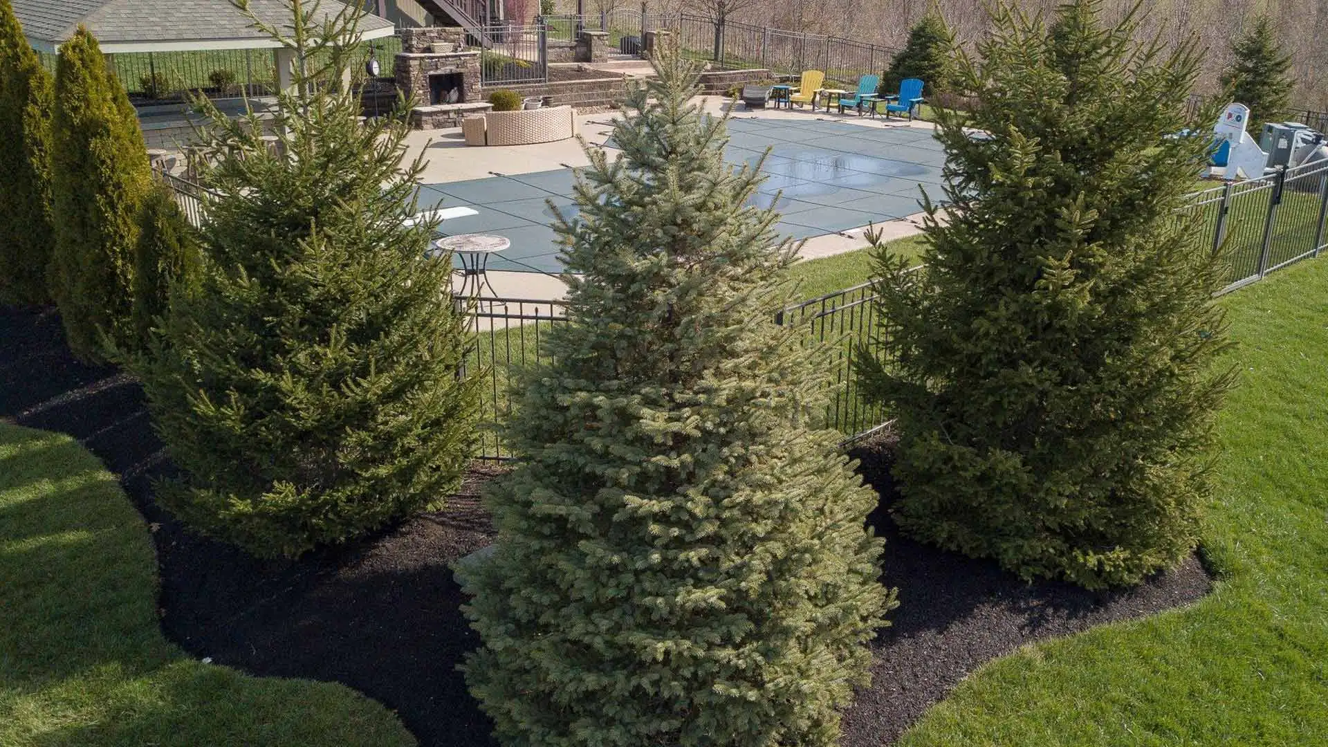 Tree taken care of by Degree Lawn & Landscape in Liberty Township, OH.