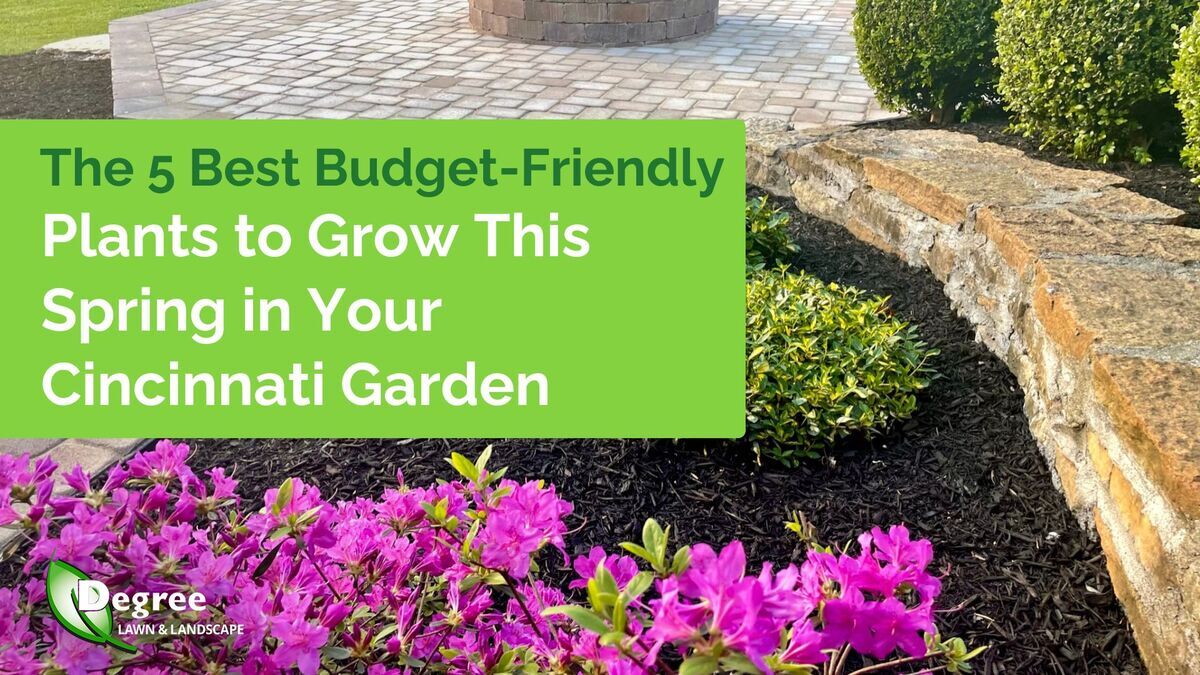 The 5 Best Budget-Friendly Plants to Grow this Spring in Your Cincinnati Garden