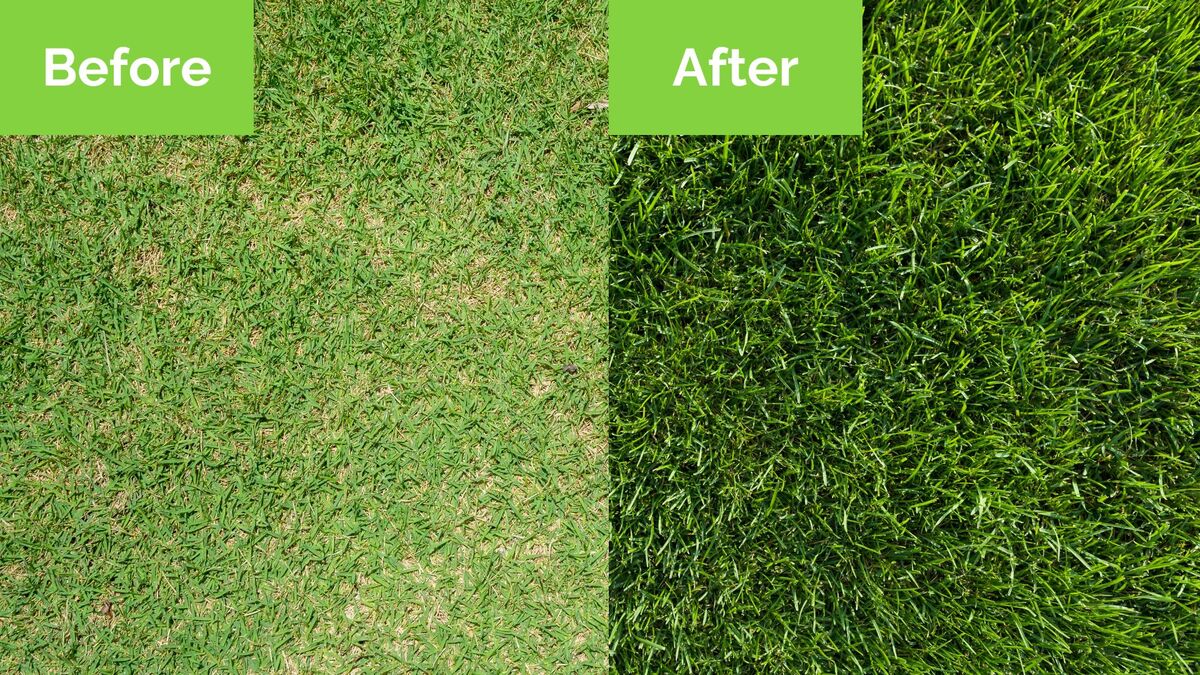 before and after of dull grass and vibrant healthy grass