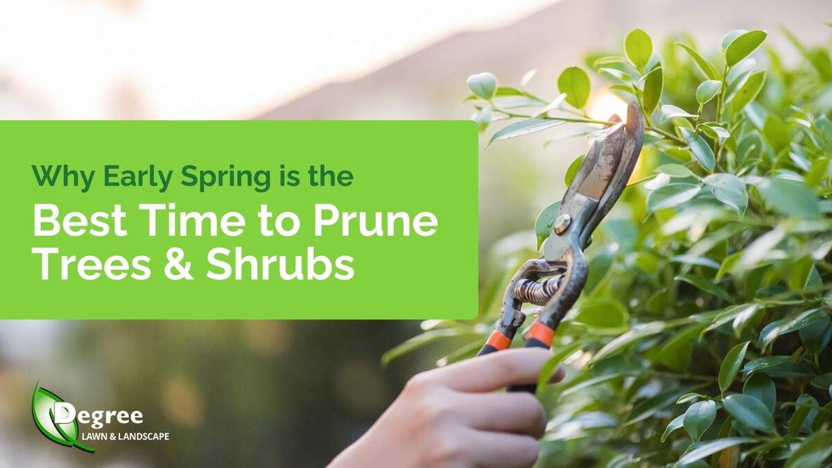 Why Early Spring Is the Best Time to Prune Trees and Shrubs