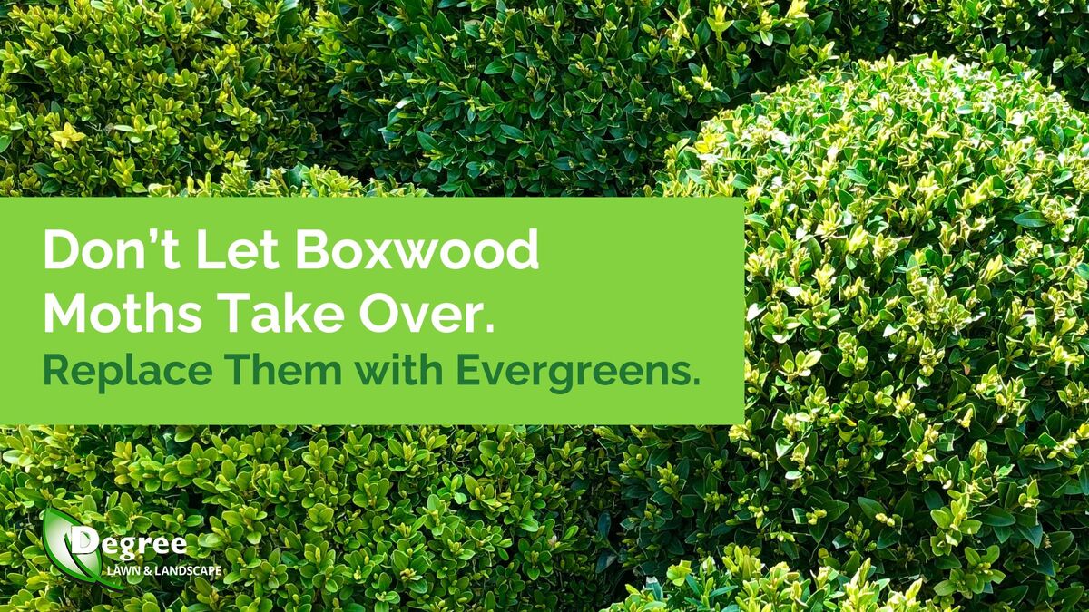 Don’t Let Boxwood Moths Take Over. Replace Them with Evergreens