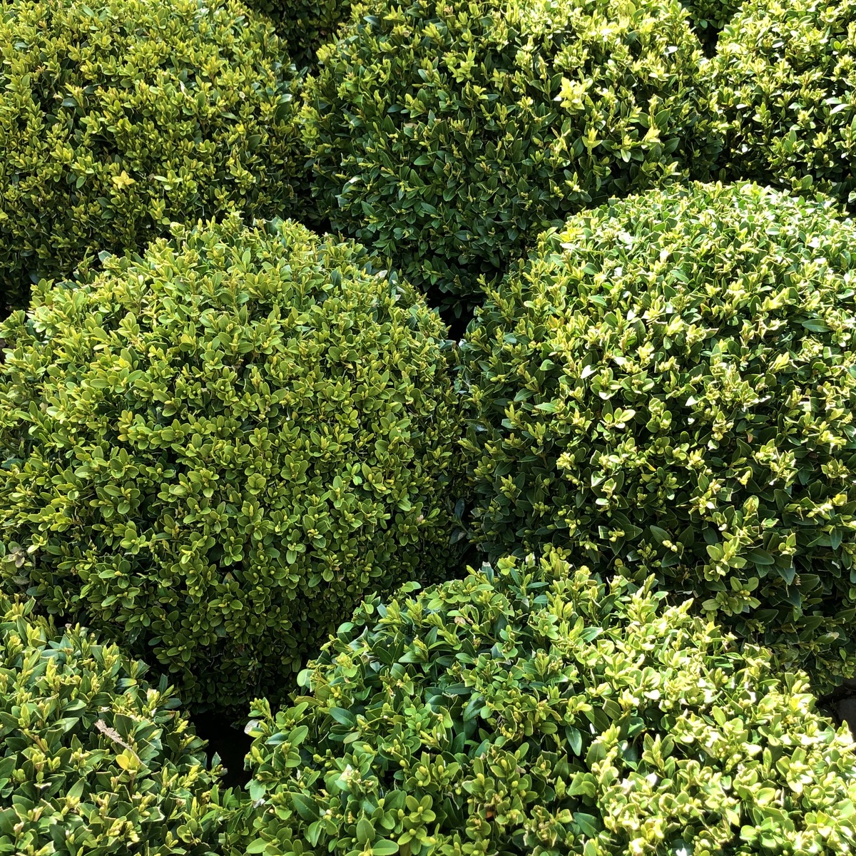 close up of boxwood shrubs