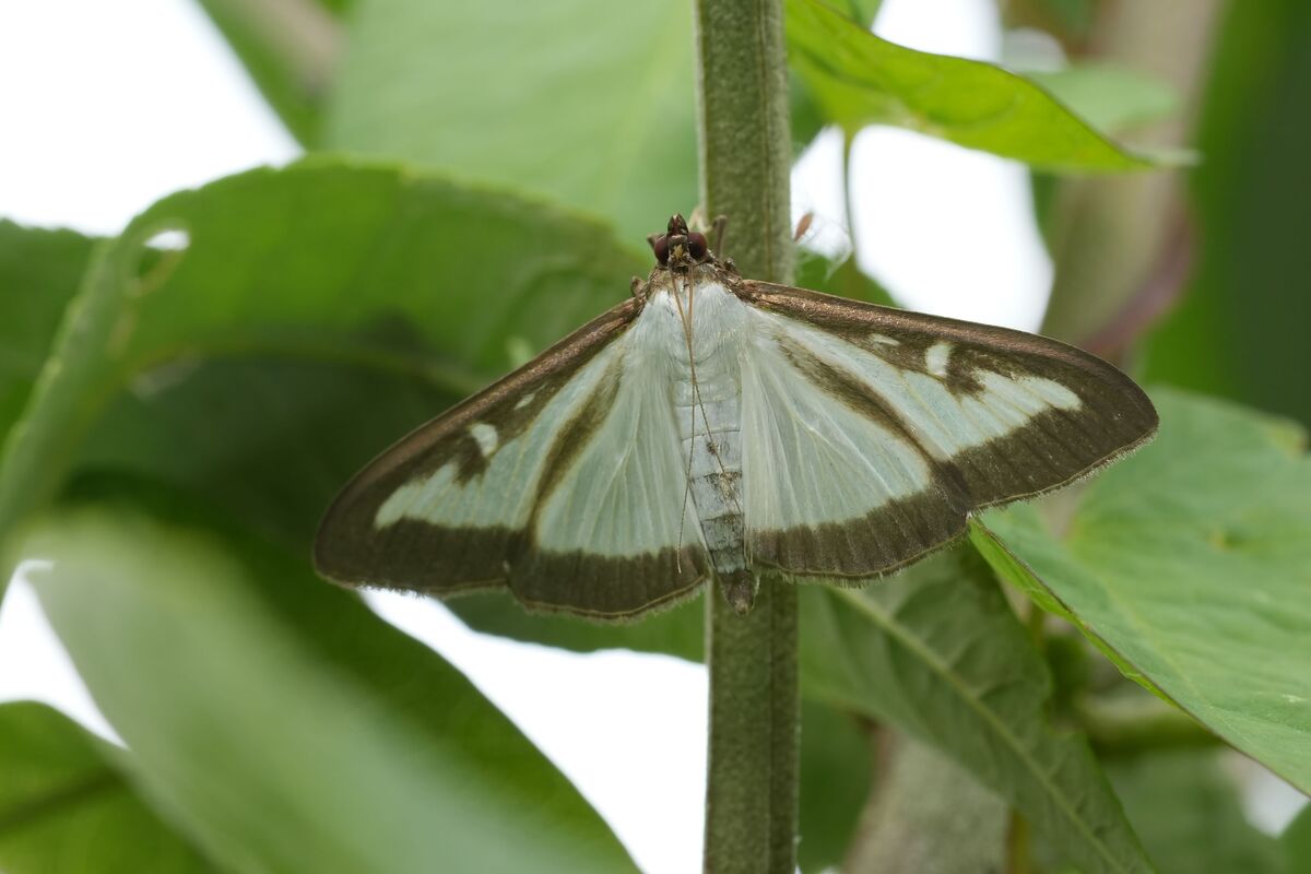 closeup of a boxwood moth on a plant stem