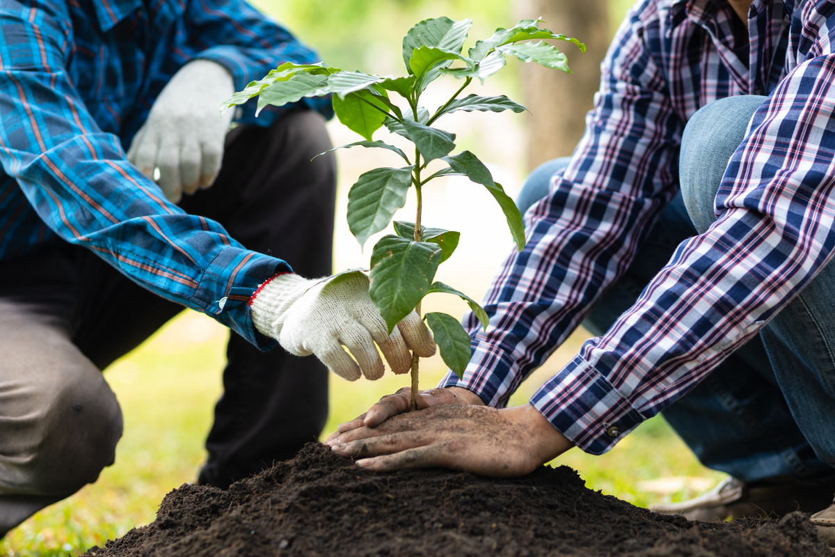 two people planting a tree