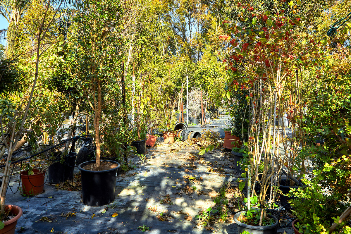 potted plants and trees outside