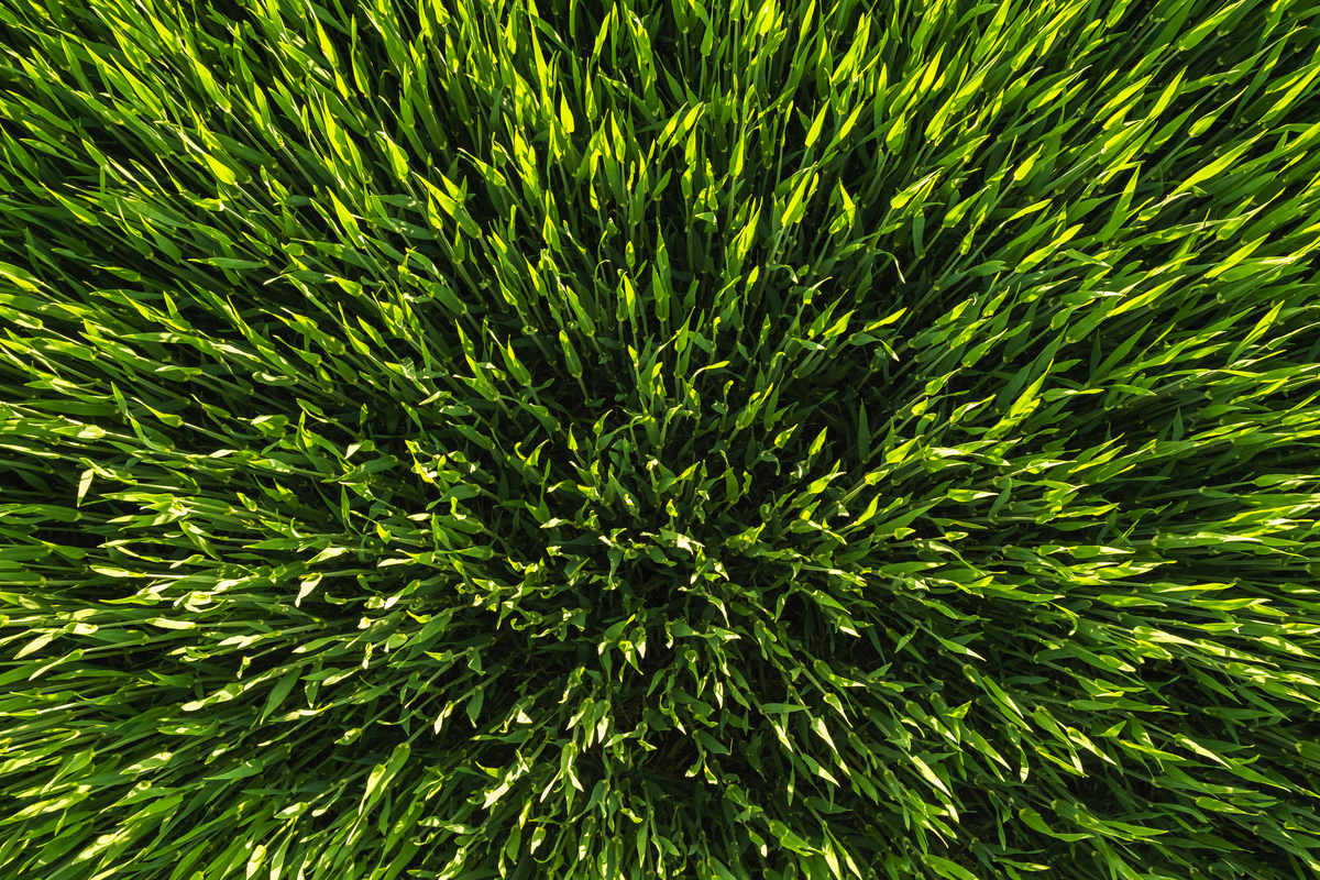lush green grass