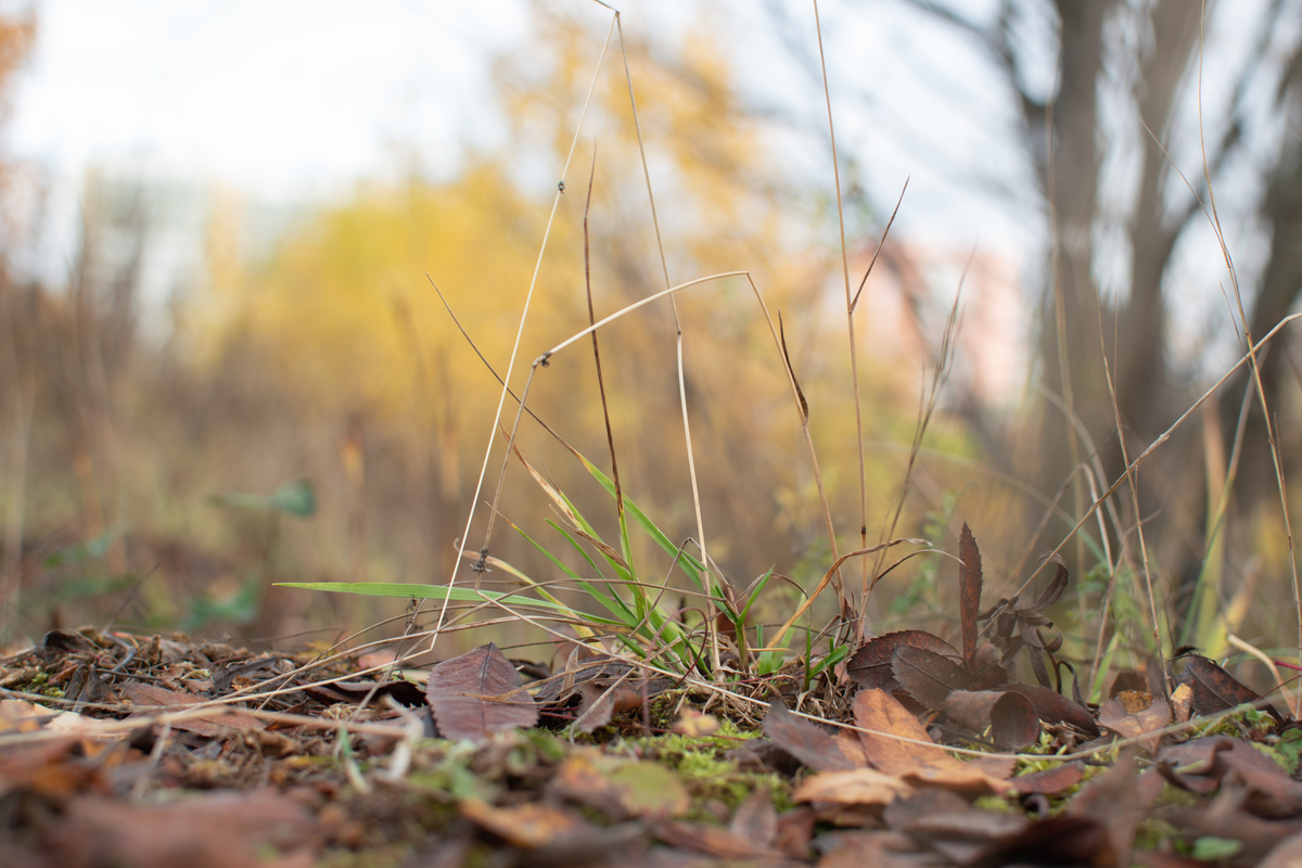 fall leaves on the ground