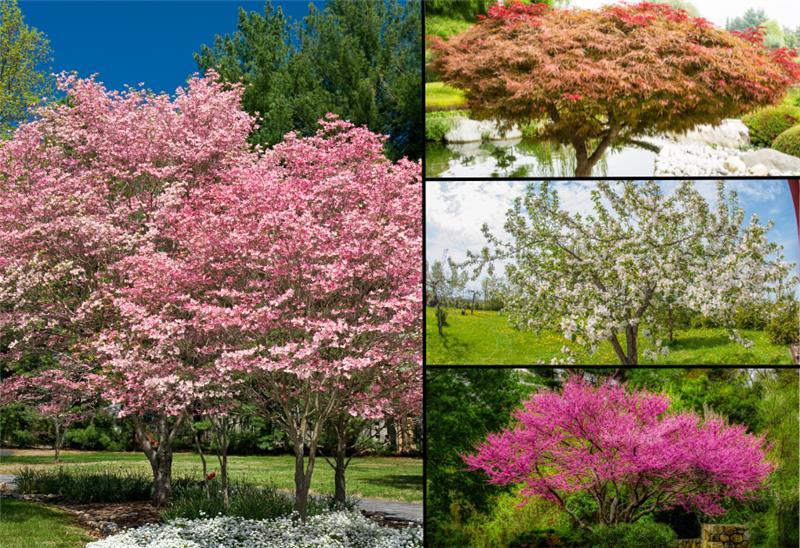 Paint Your Yard this Spring with Colorful Flowers, Trees, and Shrubs